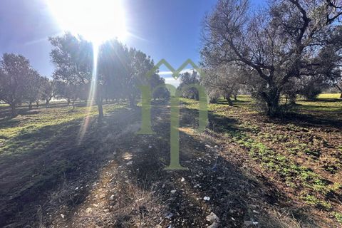 Ruinere i Brindisi, Brindisi, Brindisi - € 68.000 | Ref: Casolare Bern - foto 7